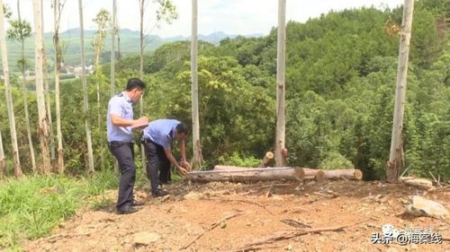 武宣警方雷霆出擊，連破六起濫伐林木案，守護綠色家園