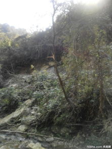 休寧月潭水庫水源保護地顏公山原始森林遭濫伐 市民監督平臺曝光引關注
