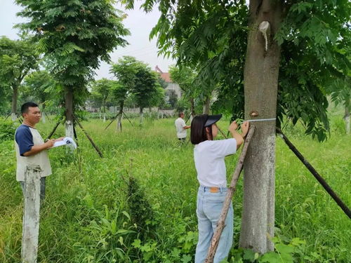 長江河道管理局公安分局 全力以赴，扎實推進林木普查工作