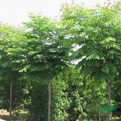 林木的價值與挑戰